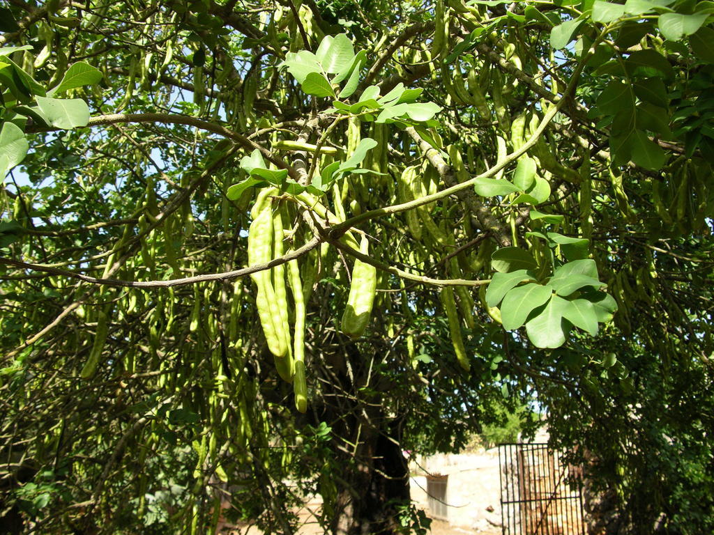 קלאס דה מיורקה Finca Son Josep De Baix מראה חיצוני תמונה