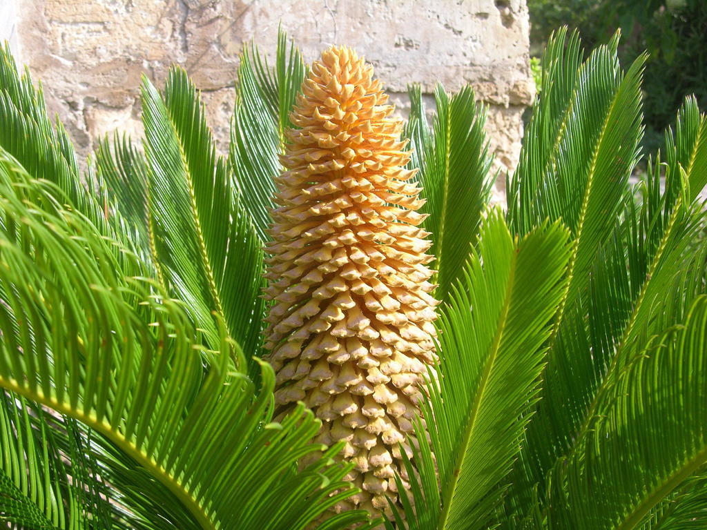 קלאס דה מיורקה Finca Son Josep De Baix מראה חיצוני תמונה